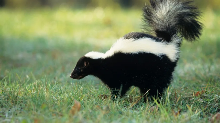 Striped skunk in grass